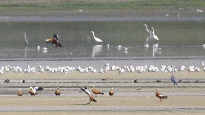 Büyük ak balıkçıl