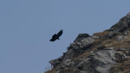 Kırmızıgagalı dağ kargası