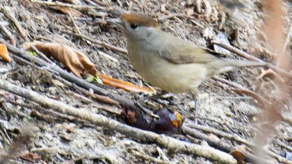 Karabaşlı ötleğen