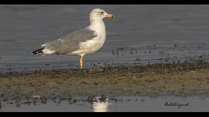 Van gölü martısı
