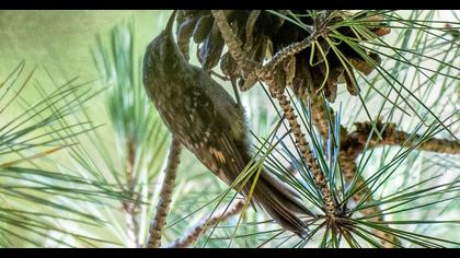 Bahçe tırmaşıkkuşu