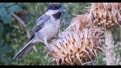 Akyanaklı baştankara