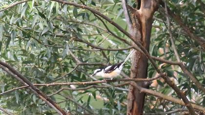 Maskeli örümcekkuşu