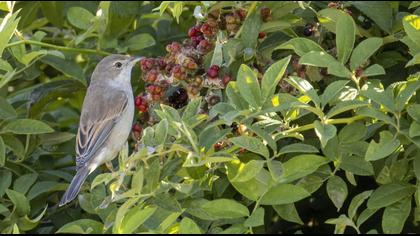 Akgerdanlı ötleğen