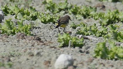 Sarı kuyruksallayan