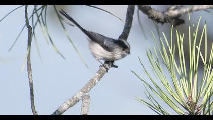 Uzunkuyruklu baştankara
