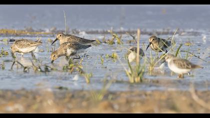 Karakarınlı kumkuşu