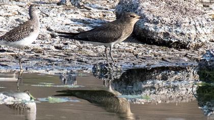 Karakanatlı bataklıkkırlangıcı