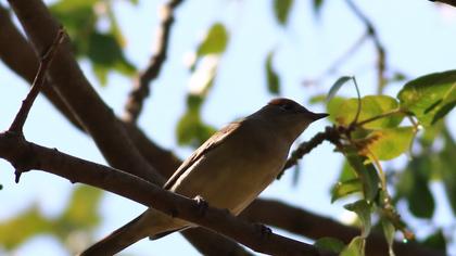 Karabaşlı ötleğen