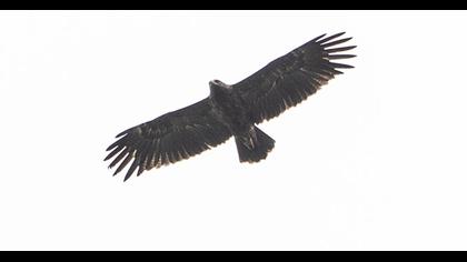 Küçük orman kartalı