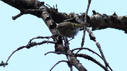 Sürmeli çalıkuşu
