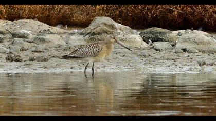 Kıyı çamurçulluğu