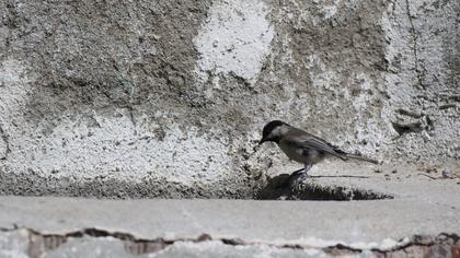 Akyanaklı baştankara