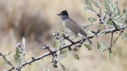 Karabaşlı ötleğen