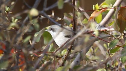 Küçük akgerdanlı ötleğen