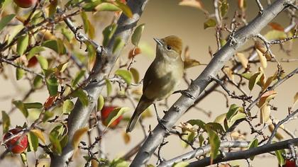 Karabaşlı ötleğen