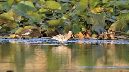 Kıyı çamurçulluğu