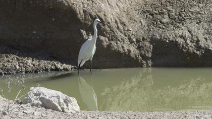 Küçük ak balıkçıl