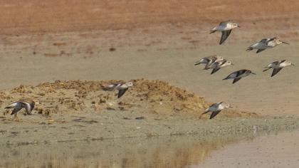 Karakarınlı kumkuşu