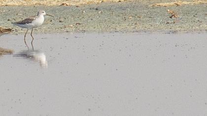 Bataklık düdükçünü