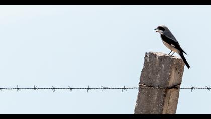 Karaalınlı örümcekkuşu