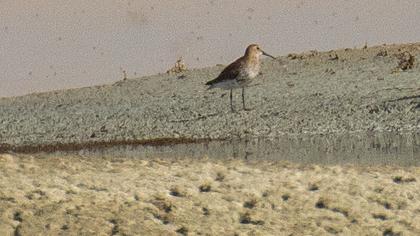 Karakarınlı kumkuşu