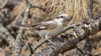 Maskeli örümcekkuşu