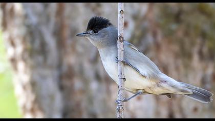 Karabaşlı ötleğen