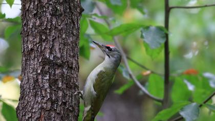 Küçük yeşil ağaçkakan