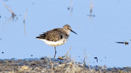 Karakarınlı kumkuşu
