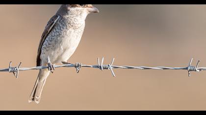Kızılsırtlı örümcekkuşu