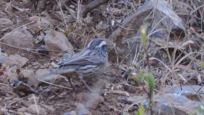 Sürmeli dağbülbülü