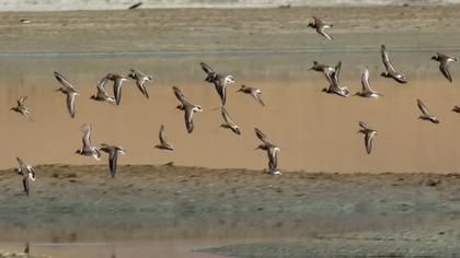 Karakarınlı kumkuşu