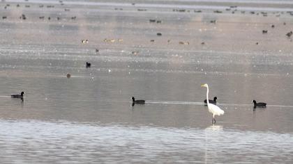 Büyük ak balıkçıl