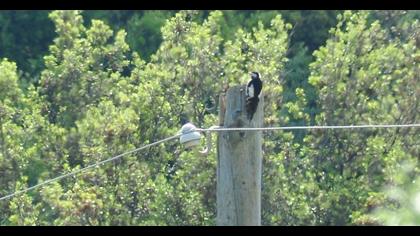Orman alaca ağaçkakanı
