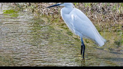 Küçük ak balıkçıl