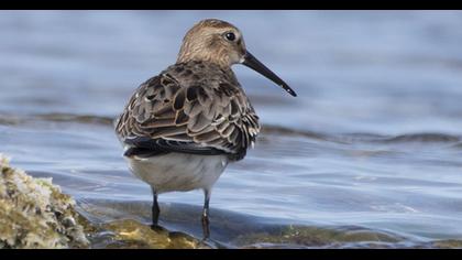 Karakarınlı kumkuşu