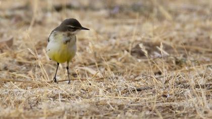 Sarı kuyruksallayan
