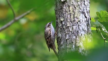 Bahçe tırmaşıkkuşu