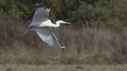 Büyük ak balıkçıl