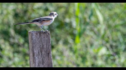 Maskeli örümcekkuşu