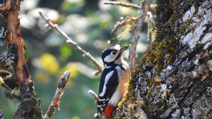Orman alaca ağaçkakanı