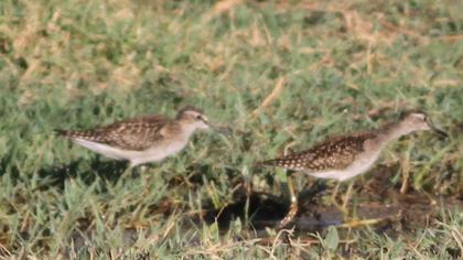 Orman düdükçünü