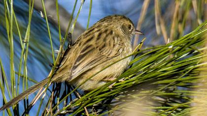 Dikkuyruklu ötleğen