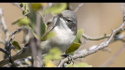 Küçük akgerdanlı ötleğen