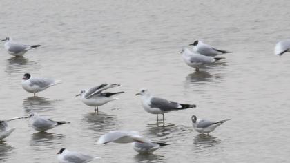 Küçük gümüş martı