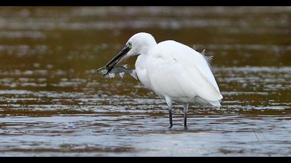 Küçük ak balıkçıl