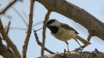 Akyanaklı baştankara