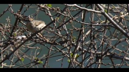Karabaşlı ötleğen