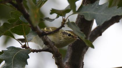 Sarıkaşlı çıvgın